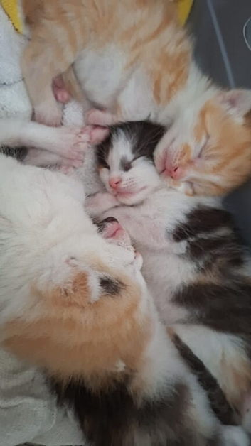 Gorgeous kittens for Sale