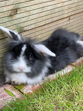 Black and white lion lop