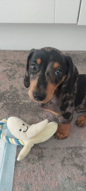 Dapple miniature dachshund