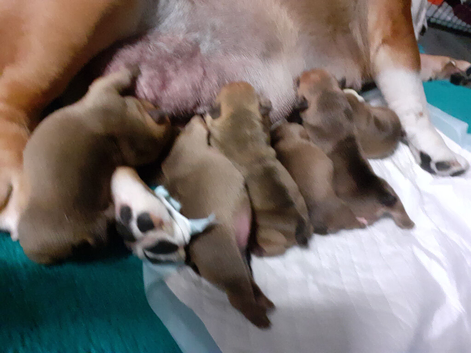 English Bulldog puppys