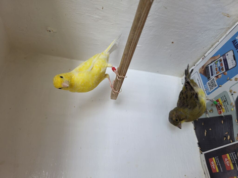 Two canaries for sale