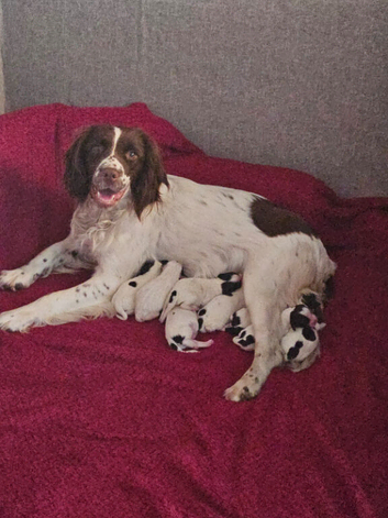 English springer spaniel