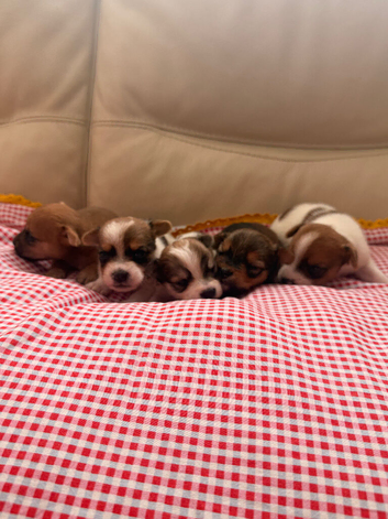 Yorkiepoms