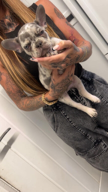 French bulldog puppies