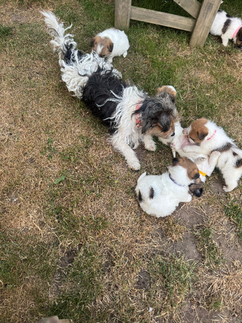 Beautiful long haired jack Russell puppy&rsquo;s