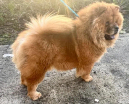 Chow chow