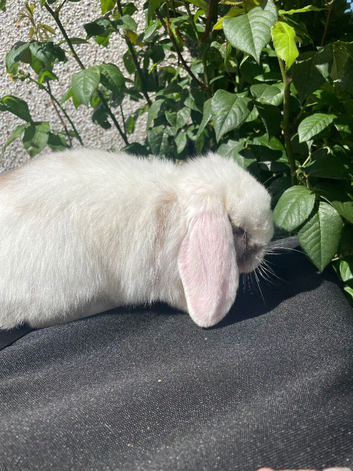 Mini lop
