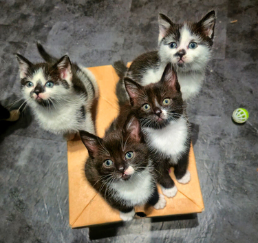 2 female kittens
