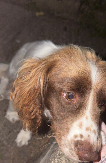 Lovley male springer for sale
