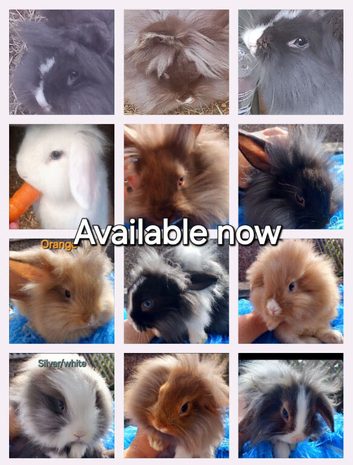 *READY NOW*FEMALE & MALE DOUBLE MANED LIONHEAD x CASHMERE MINILOPS