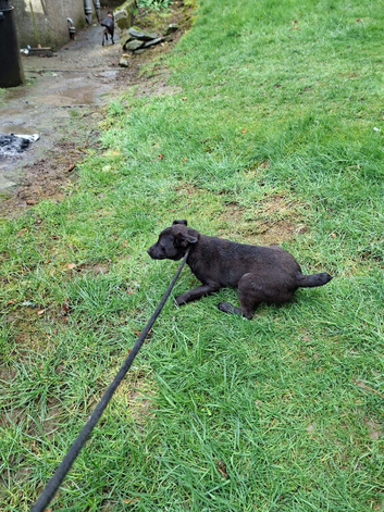 Patterdale terrier dog  pup for sale
