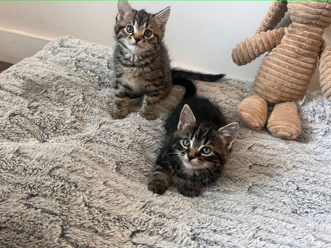 Norwegian forest kittens