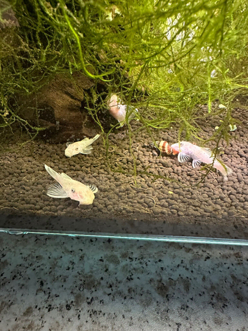 15 snow White pleco fish