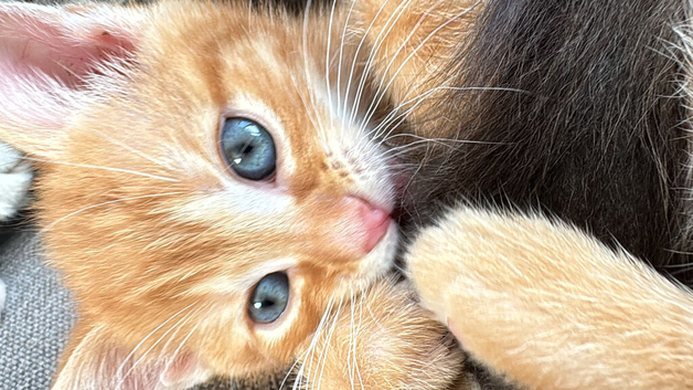 Stunning kittens