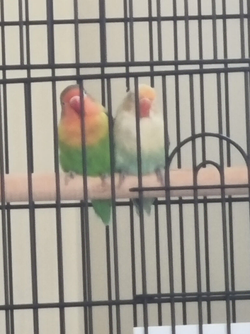 Lovebirds and cage