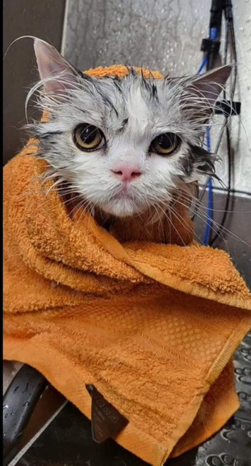 The Pampered Panther Feline Grooming Studio
