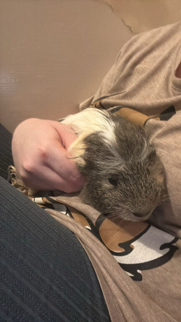 2 male guinea pigs