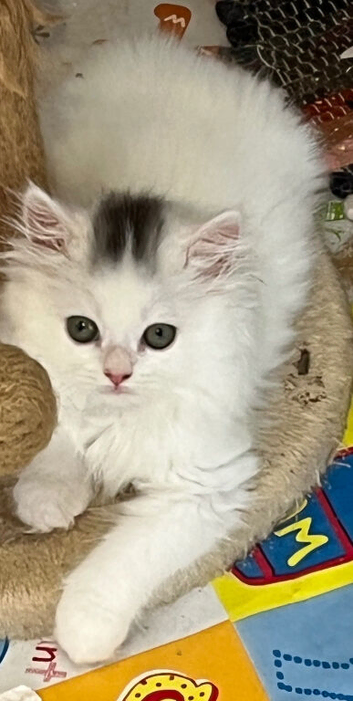 Turkish Angora x Persian