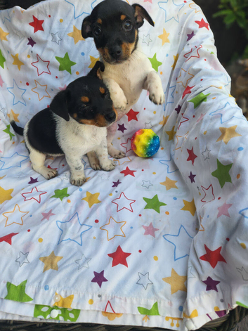 Jack Russells
