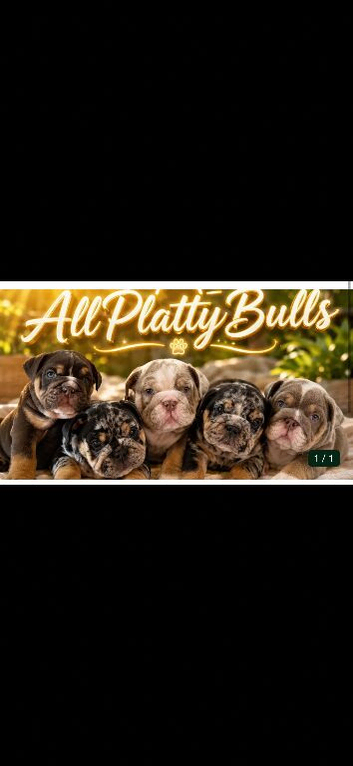 3 beautiful English bulldog puppies