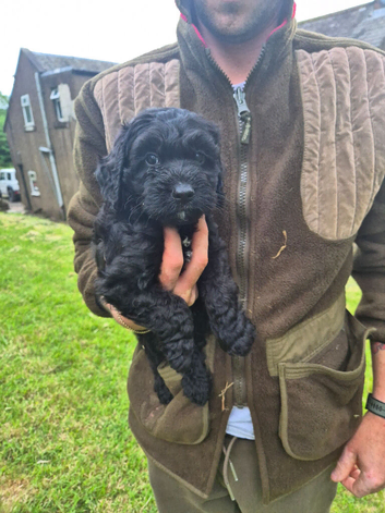 Cockapoo puppies