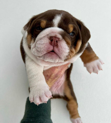 English bulldog puppies
