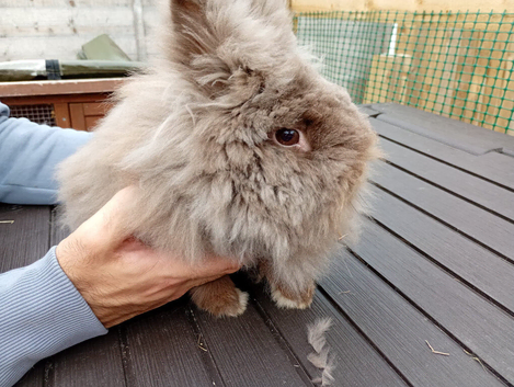 Female Double maned lion head