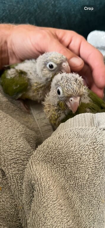 Hand Reared Silly Tame Pineapple Conures
