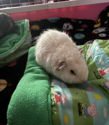Two female guinea pigs