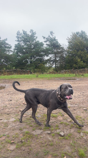 Cane corso