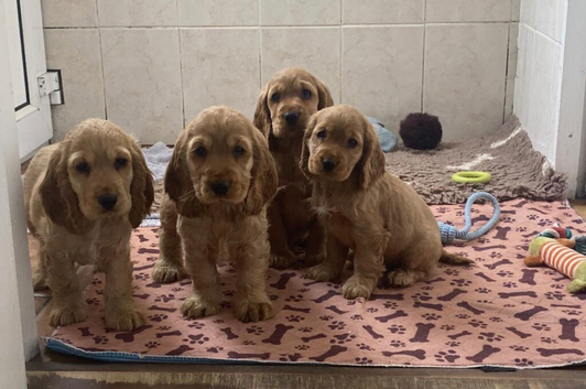 Cocker spaniels for sale