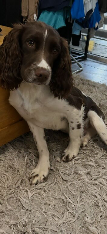 2 year old male springer spaniel