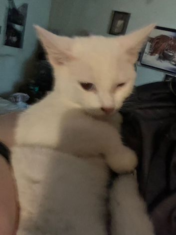 nearly 6 months old female kitten