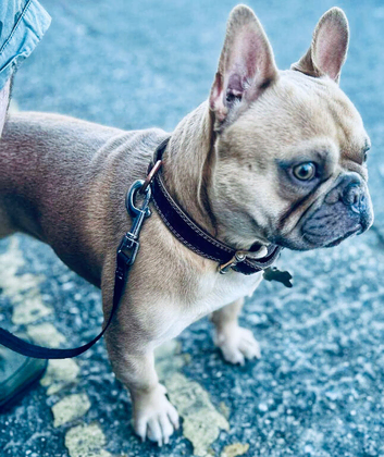 3 years old pedigree lilac and fawn Frenchie for stud