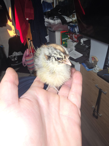 Campine chicks gold & silver 1 week old