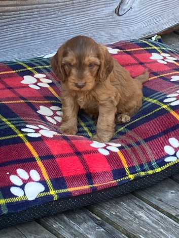 Miniature cockapoo puppies