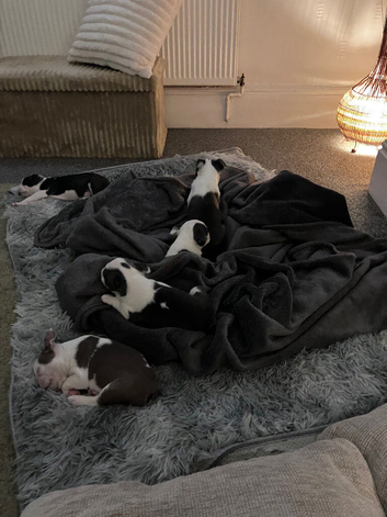 Boston terriers pups