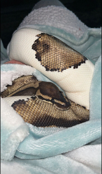 6yo pied python with full sett up