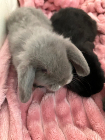 Baby mini lops