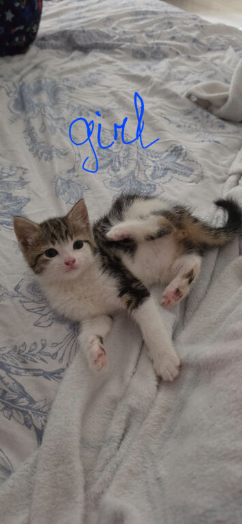 Kittens for Sale