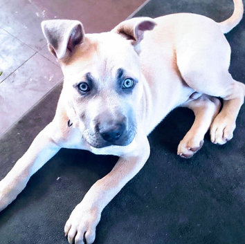 presa x mastiff puppy