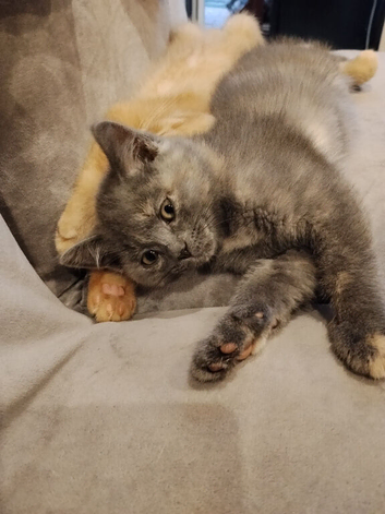 Kittens ready for their new home