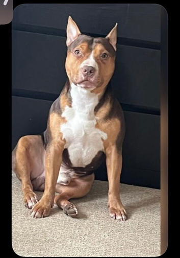Beautiful 4year old boy