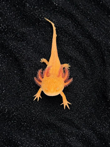Adult Axolotls