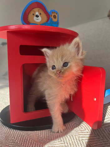 Beautiful long-haired kittens