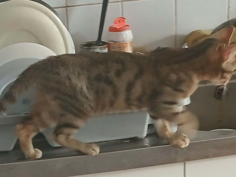 Smart bengal boy ready to leave now