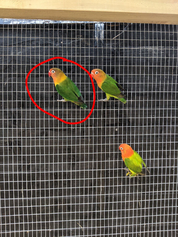 Lovebird proven breeding male!