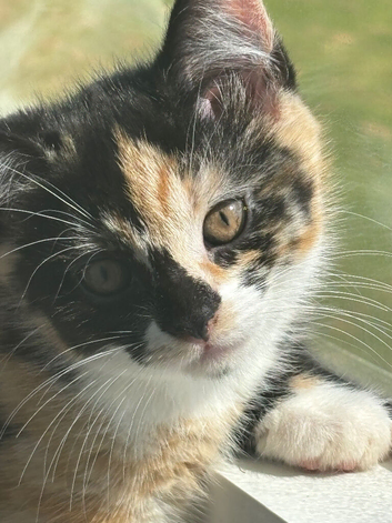 Beautiful kittens ginger& white and calico