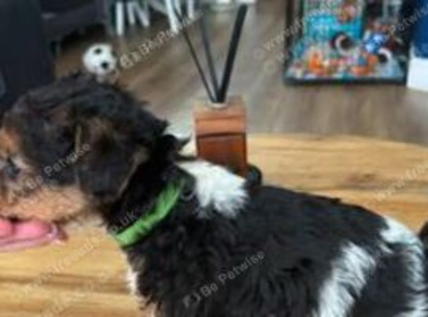 Beautiful wire fox terrier puppies 3 girls left
