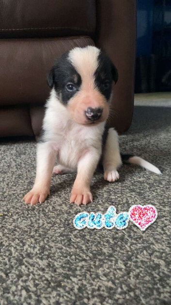 6 amazing puppies